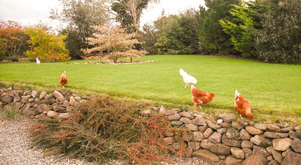 The Well Meadow B&B Nenagh Bagian luar foto